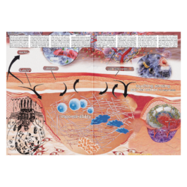 thE physicaL spherE oF studiO immO schneideR